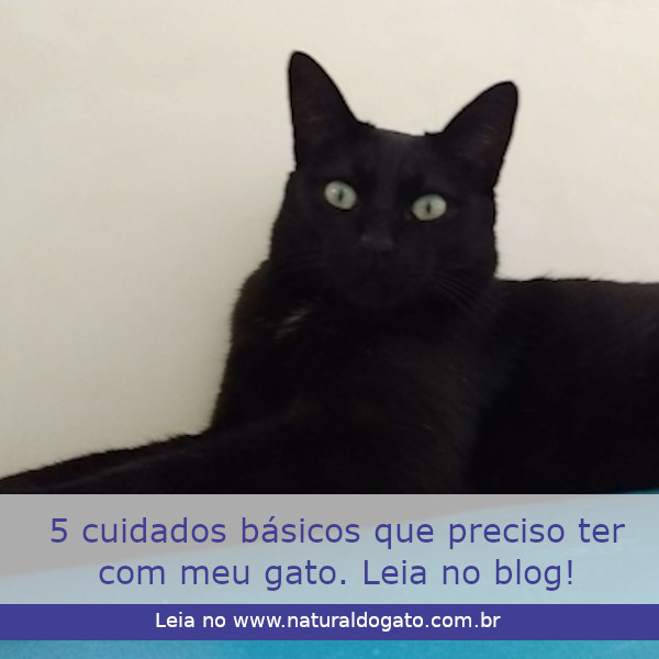 5 cuidados básicos que preciso ter com meu gato