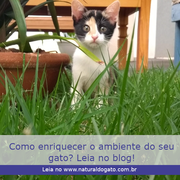 Como enriquecer o ambiente do seu gato?