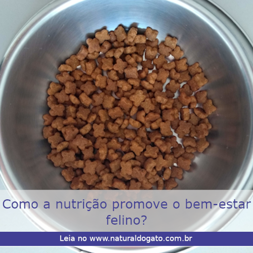 Como a nutrição promove o bem-estar felino?