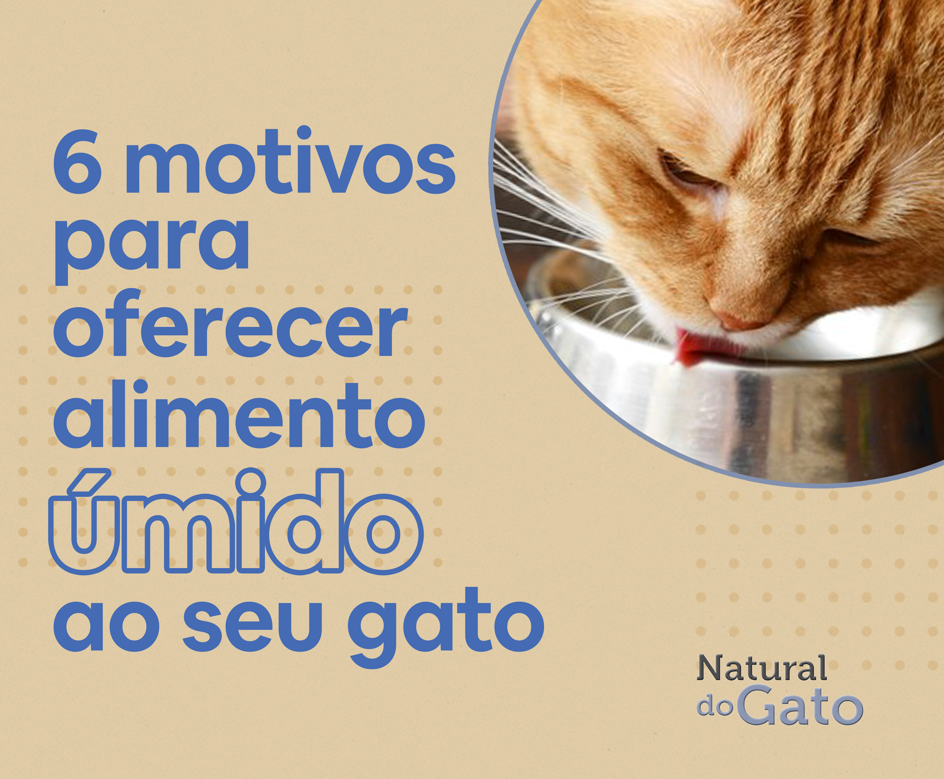 6 motivos para você oferecer o alimento úmido ao seu gato