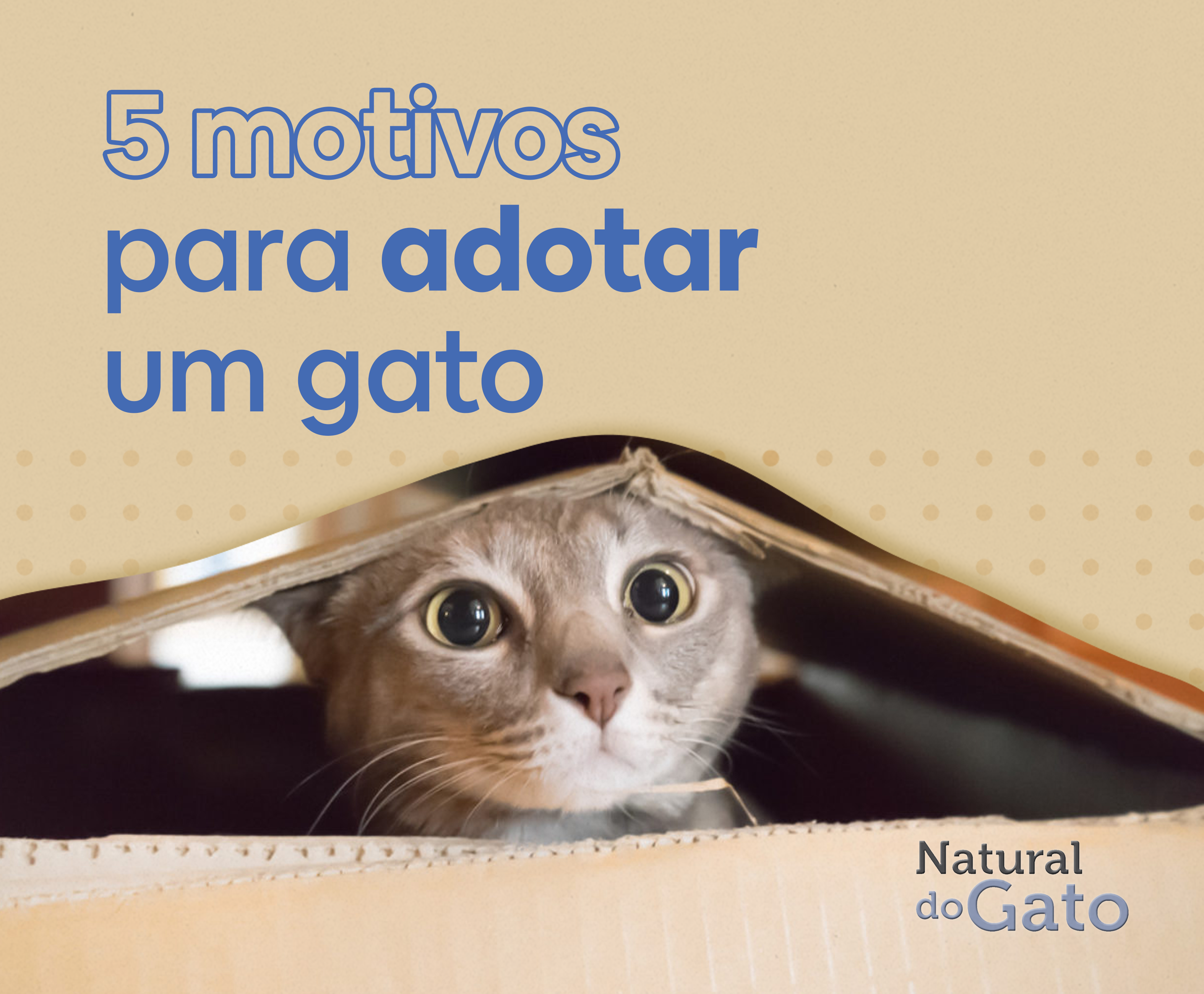 5 motivos para adotar um gato