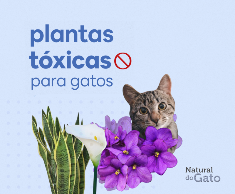 Plantas tóxicas para gatos