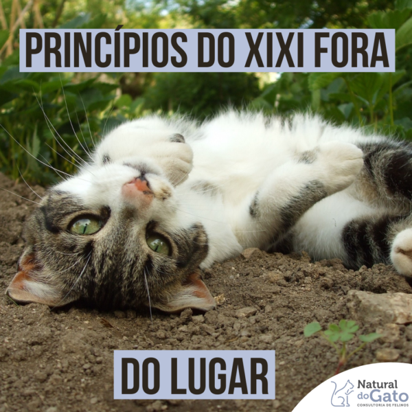 Saiba mais sobre xixi fora do lugar