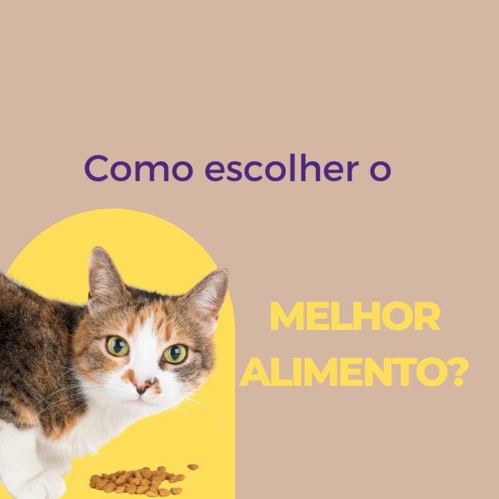 Como escolher o melhor alimento para o meu gato?