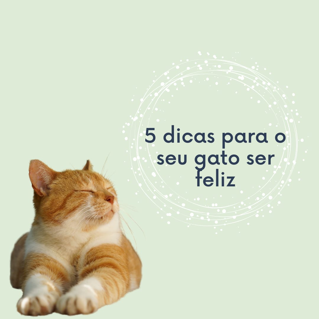 5 dicas para o seu gato ser feliz