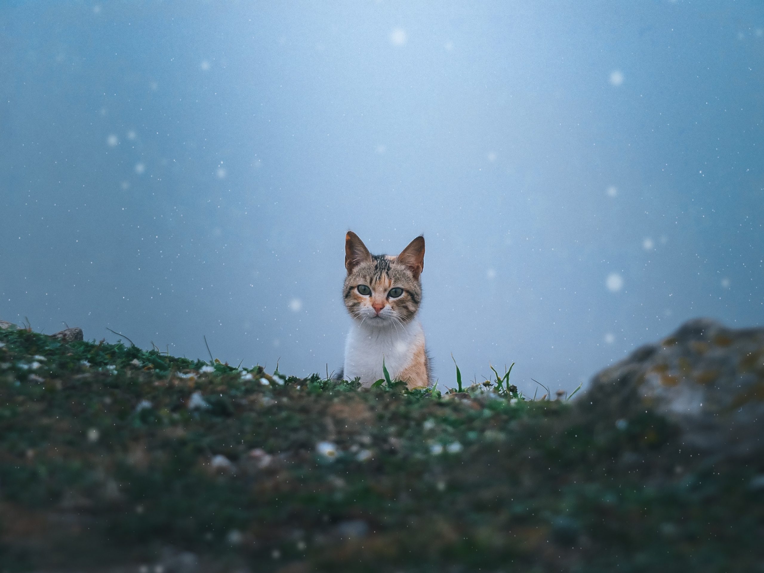 Como esquentar o seu gato nesse inverno?