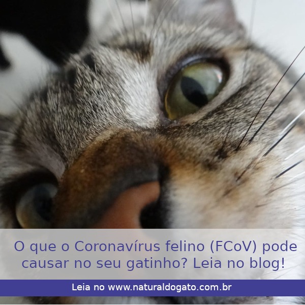 O que o Coronavírus felino (FCoV) pode causar no seu gatinho?