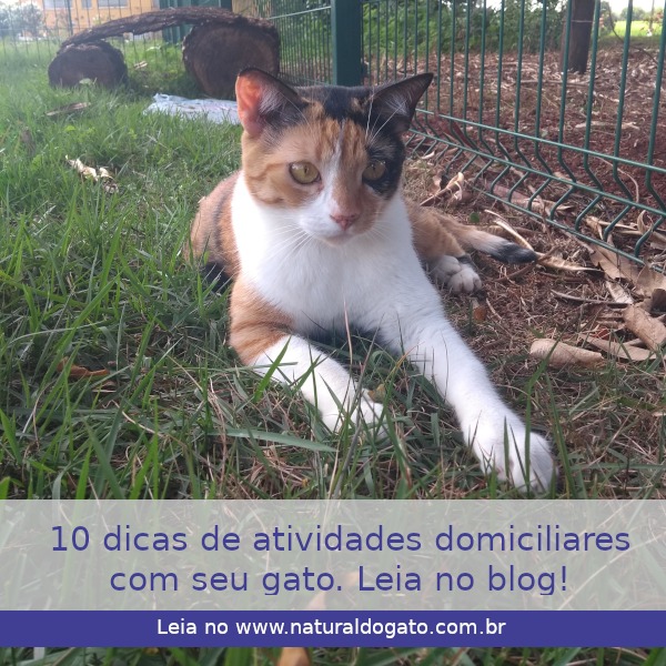 10 dicas de atividades domiciliares com seu gato