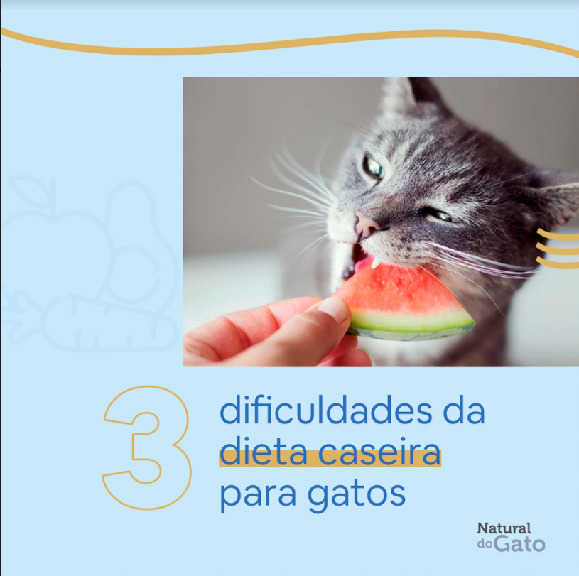 As dificuldades das dietas caseiras em gatos